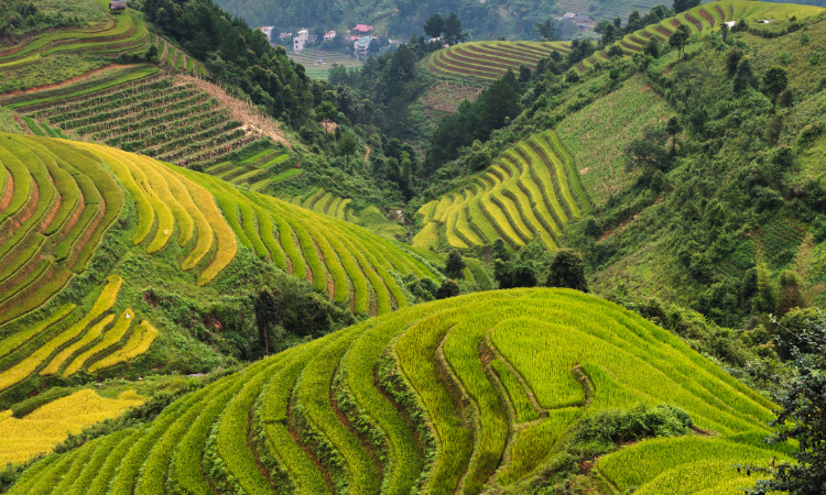 Sapa Tours